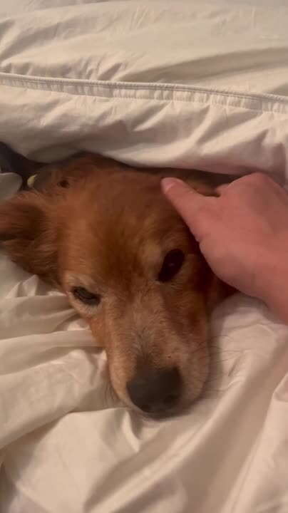 Dog Refuses to be Disturbed During His Cozy Blanket Burrito Time