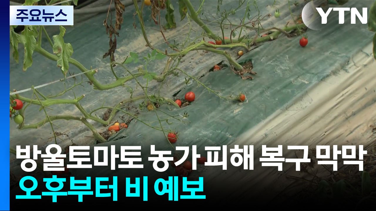 방울토마토 농가 피해 복구 막막...오후부터 비 예보 / YTN