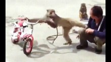 funniest viral videos current