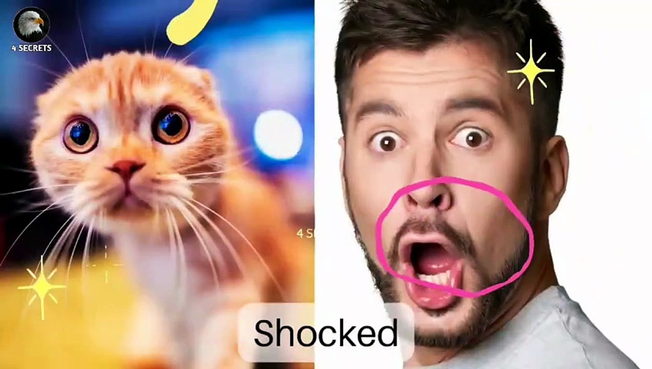 the funniest viral videos current