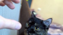 Who is such a little biter? 😼