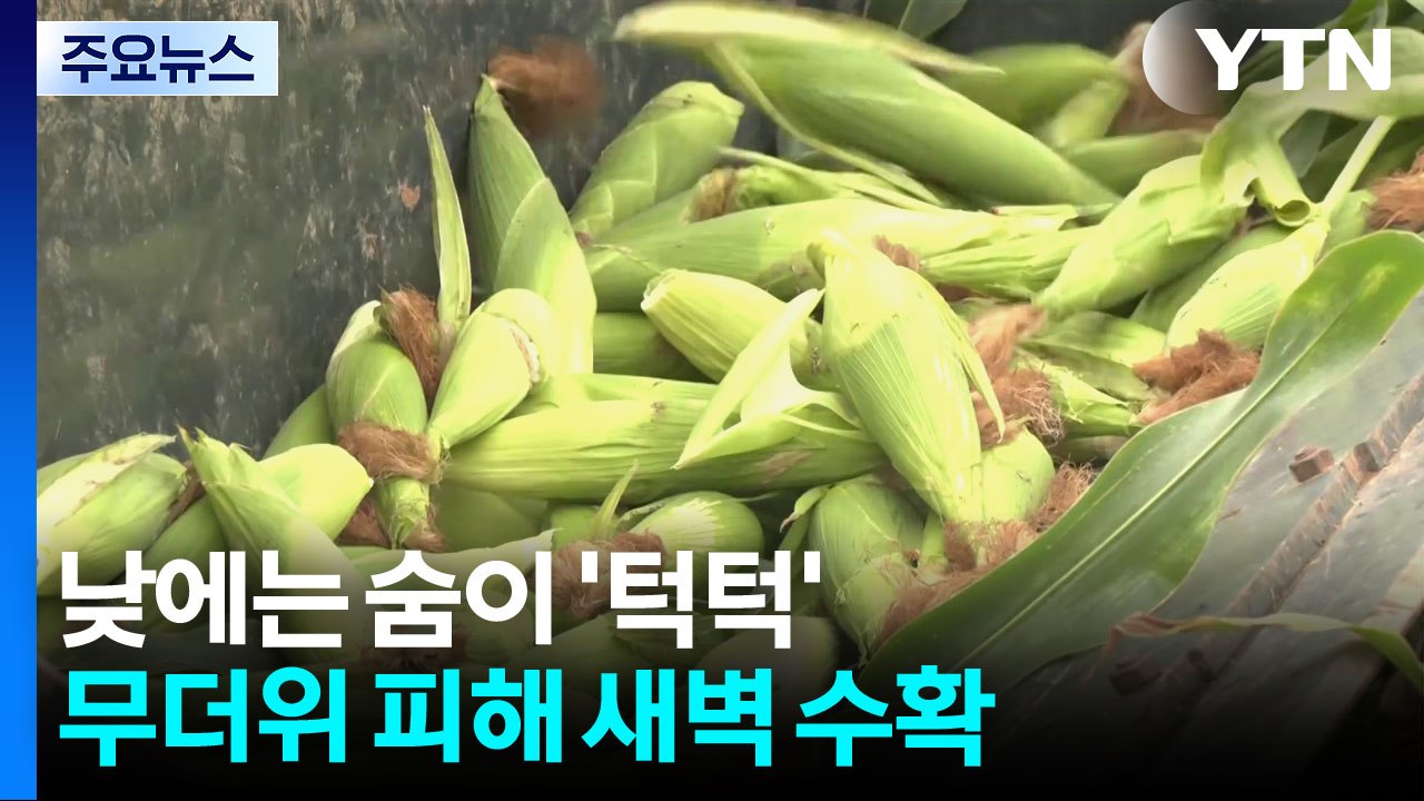 낮에는 숨이 '턱턱'...무더위 피해 '새벽 수확' / YTN