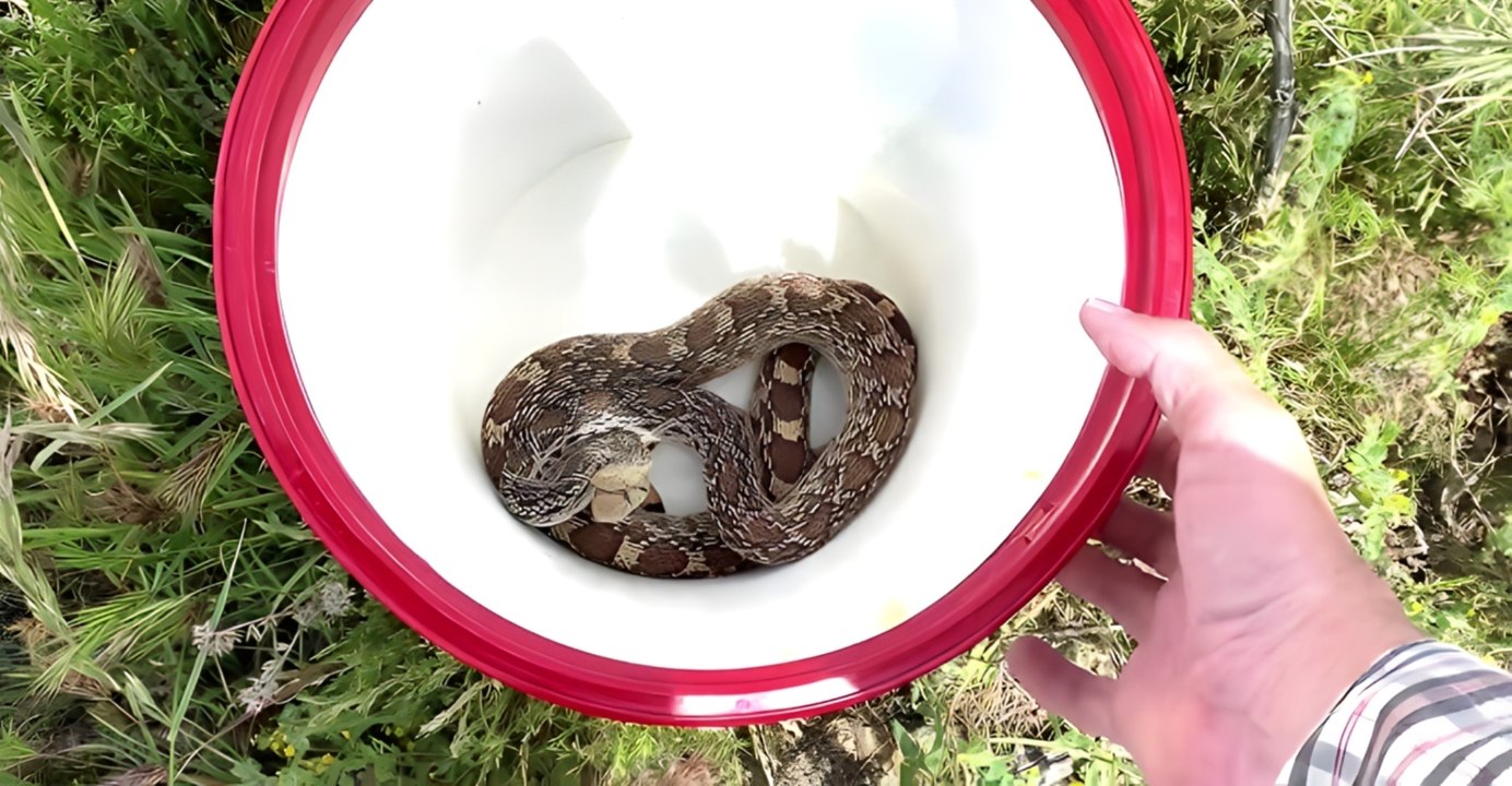 Rattlesnakes Favor 10 US Winter Hideouts - How to Keep Your Home Safe