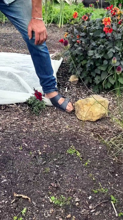 Cómo proteger tus plantas jóvenes: trucos de jardinería sin cavar