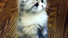Catto standing 😸 | cat moments