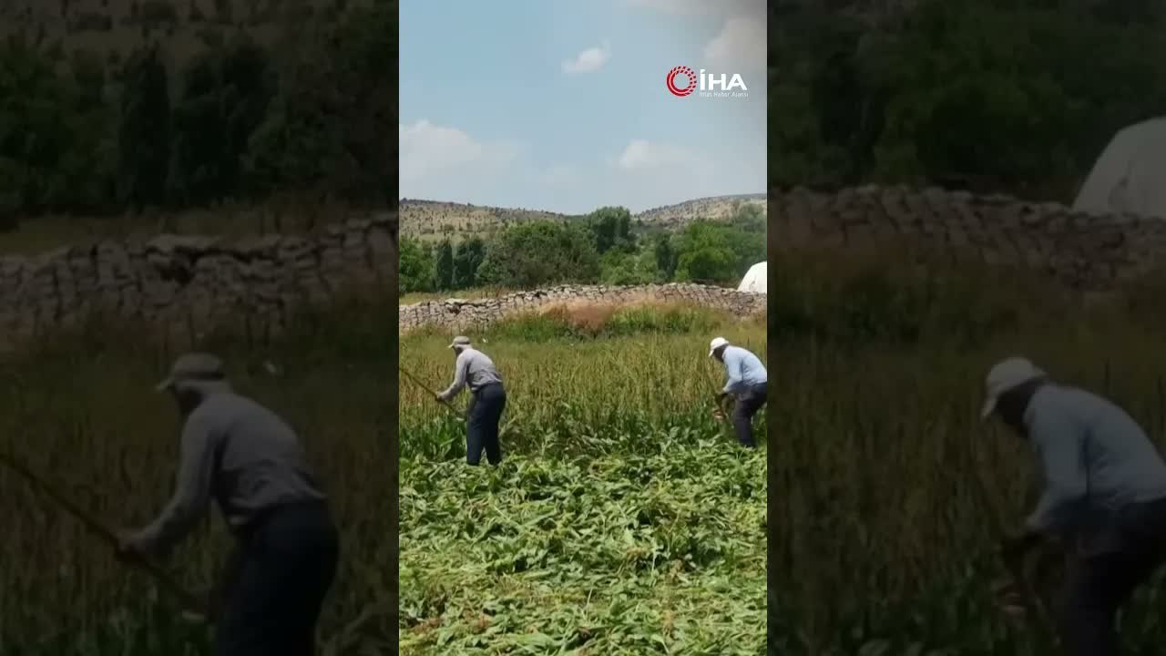 Ahenkle Salladıkları Tırpanlarla Kışa Hazırlıyorlar