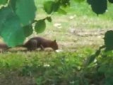 L'écureuil cherchant des noisettes sur la pelouse !