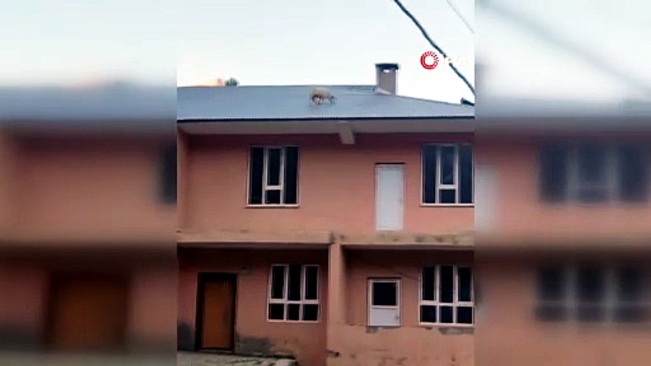 Van'da çatıya çıkan iki keçi mahalleliyi ayağa kaldırdı