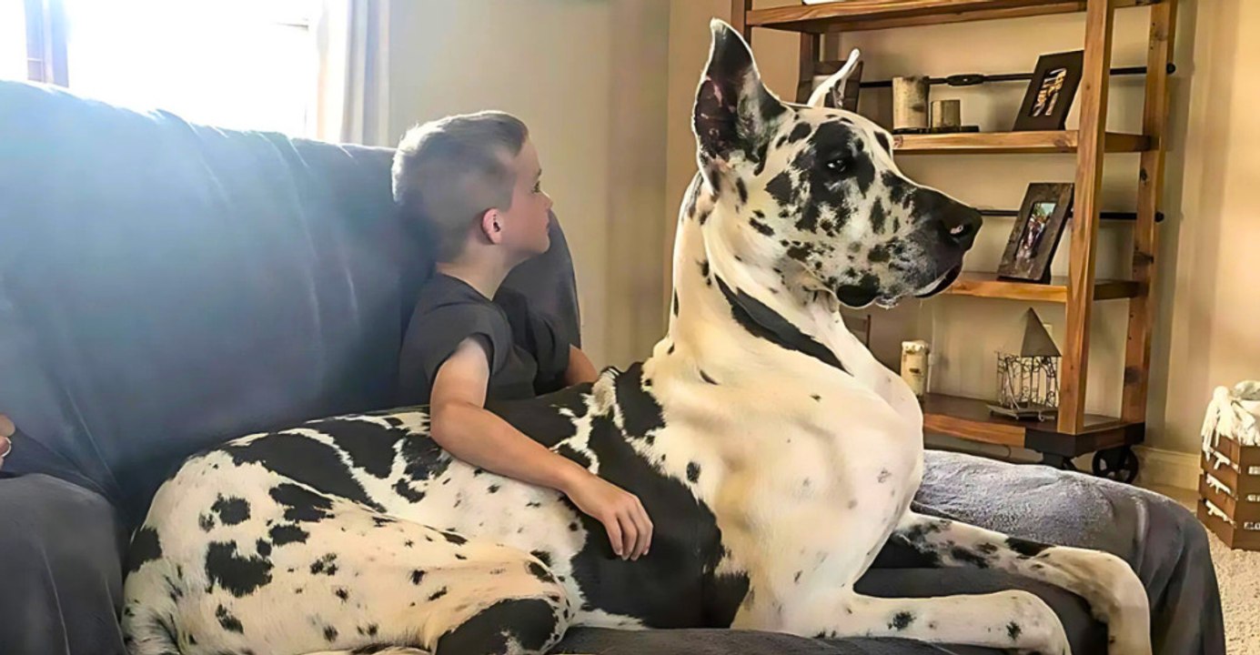 Best Apartment-Friendly Dog Breeds: 12 That Thrive Indoors