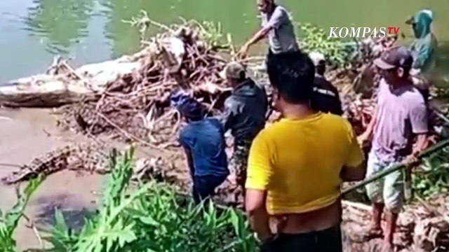 Sering Muncul Cari Makan di Sungai Sibulue, Buaya Muara Tiga Meter Ditangkap Warga | KOMPAS PETANG