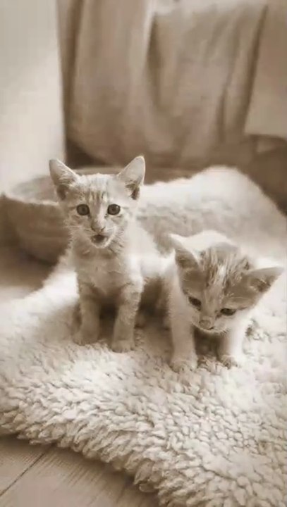 Tiny Kittens, Big Cuteness! 😻🐾