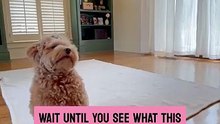 The little dog has a heartwarming moment while folding her blanket