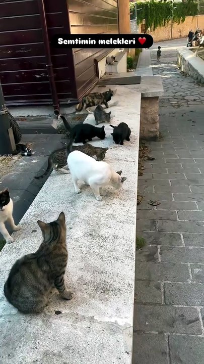1000074083