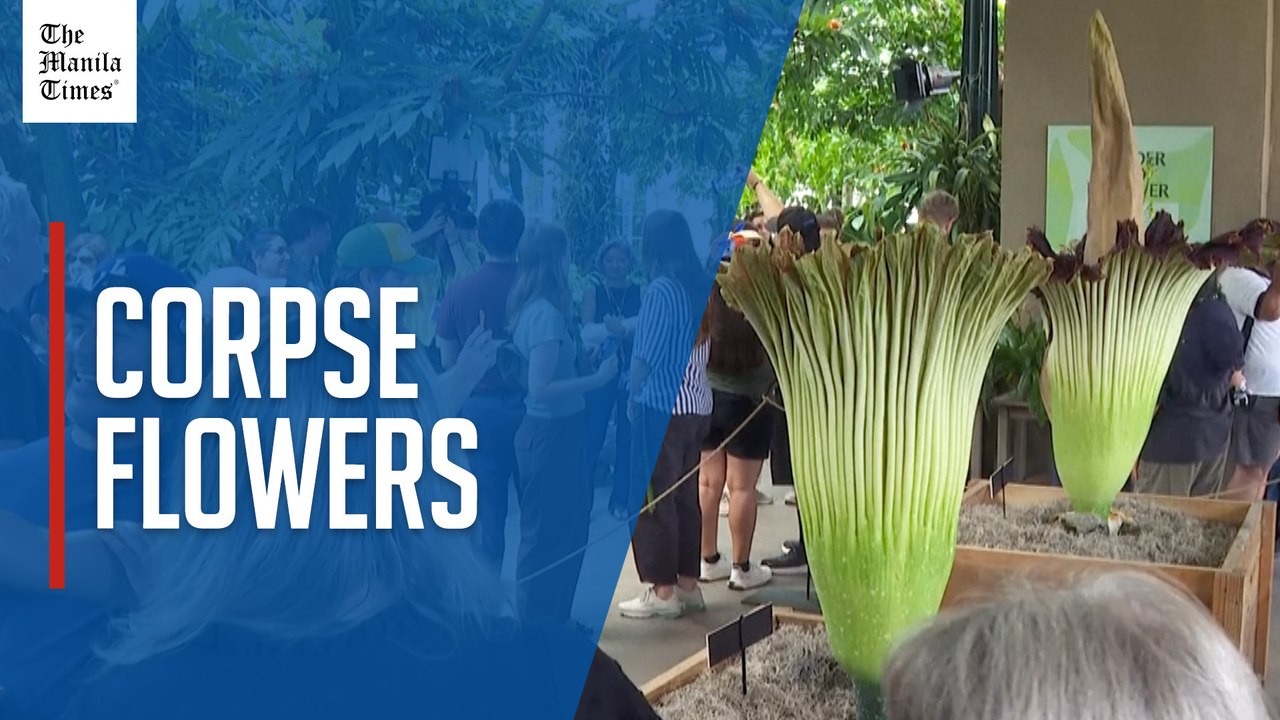 Rare corpse flowers bloom together in unusual California display