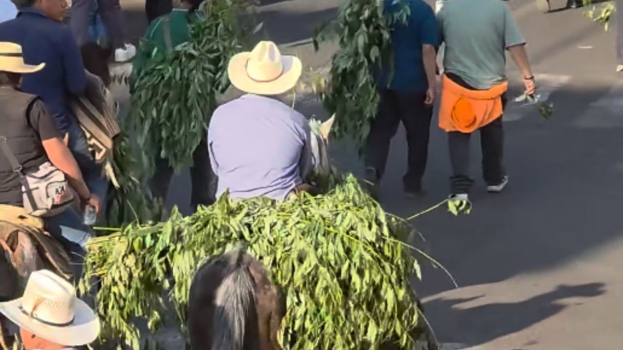 Dog Carries Laurel Branches During Friday Of Sorrows