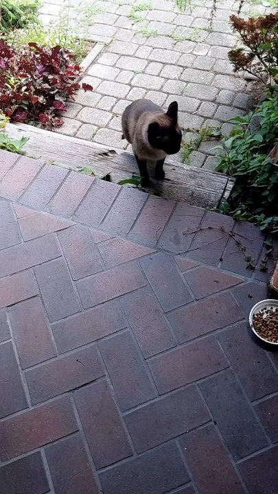 Should I go further or not? 🤔That is the question! #cats #funnycats #catlovers