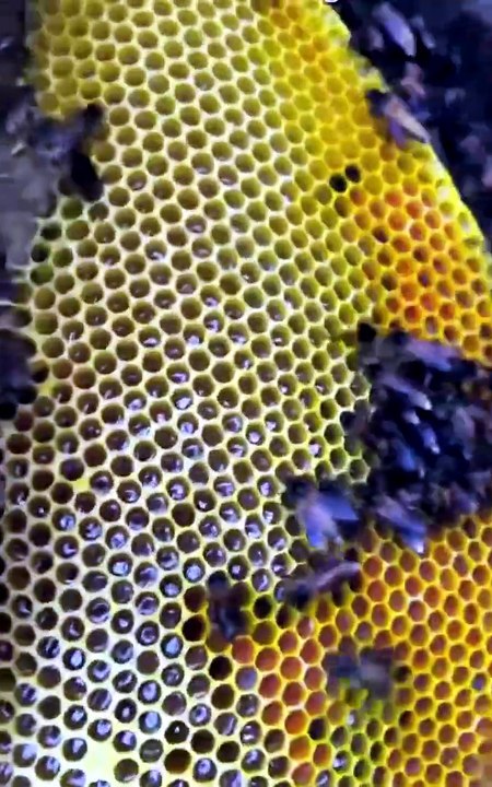 Honey