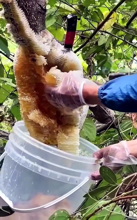 Honey