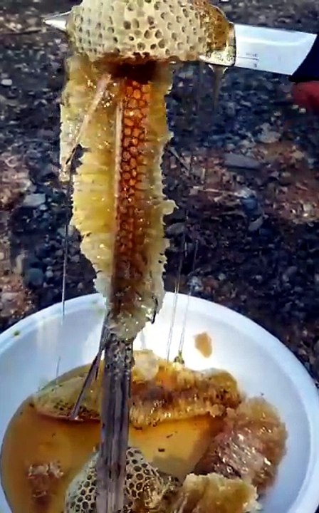 Honeycomb