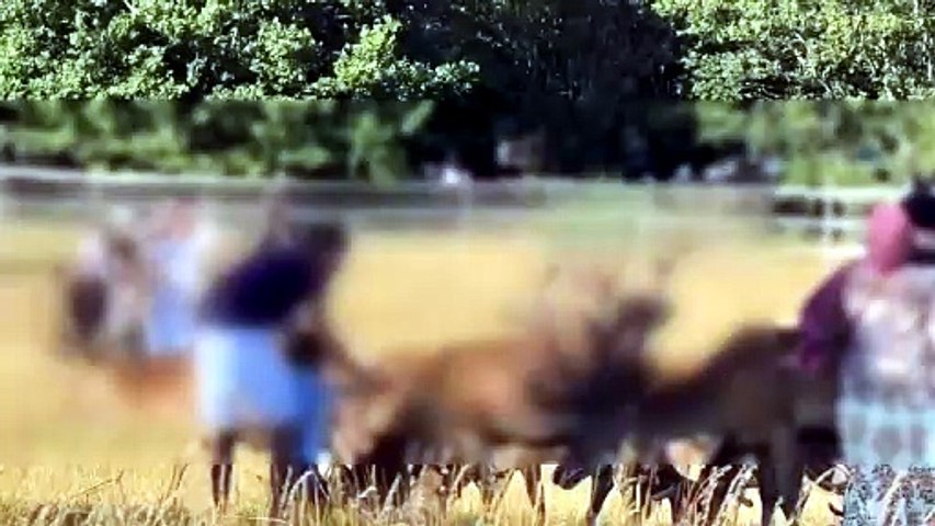 Parkgoers seen stroking deer in Richmond Park as Royal Parks issue fresh warning