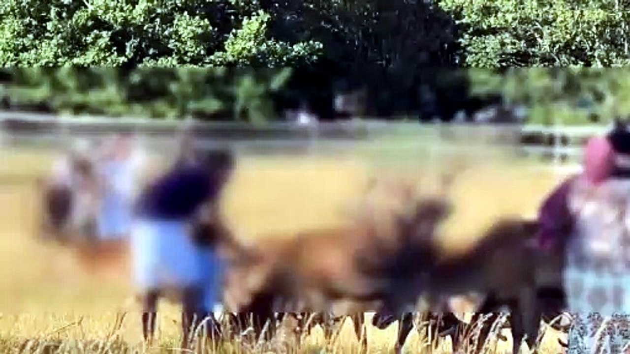 Richmond Park visitors slammed for 'stroking deer' as 'fatal incident' warning issued