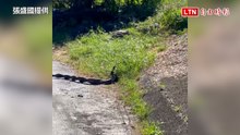 蘇澳鄉間路面2條長蛇公然嘿咻  里長撞見當場交管把風