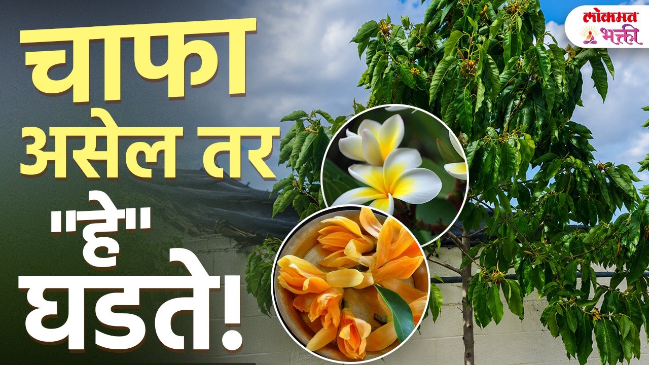 चाफा फूल असेल तर हे ऐकाच| Frangipani | Plumeria Flower | Importance of Flower | Chafa |Lokmat Bhakti