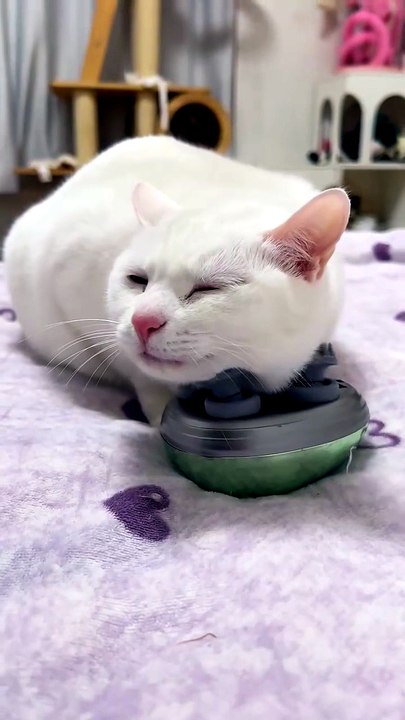 This Cat Found Pure Happiness 😻