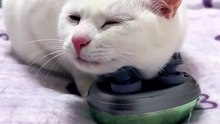 This Cat Found Pure Happiness 😻