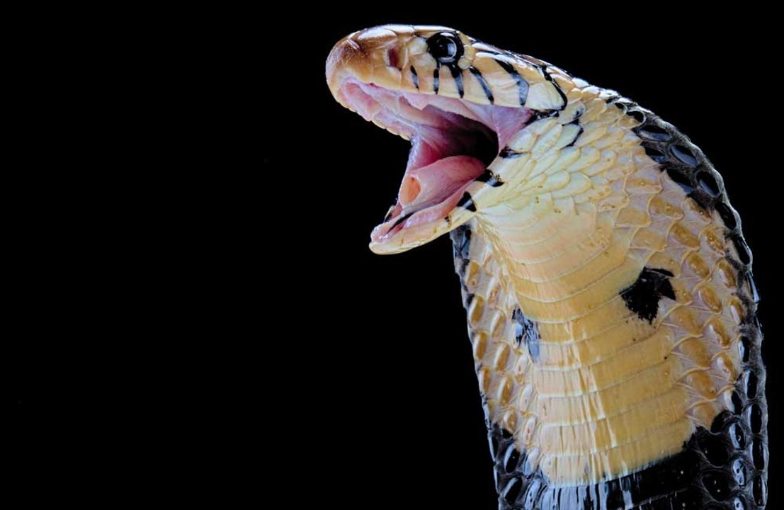 Snake encounters surge across the UK amid warmer weather
