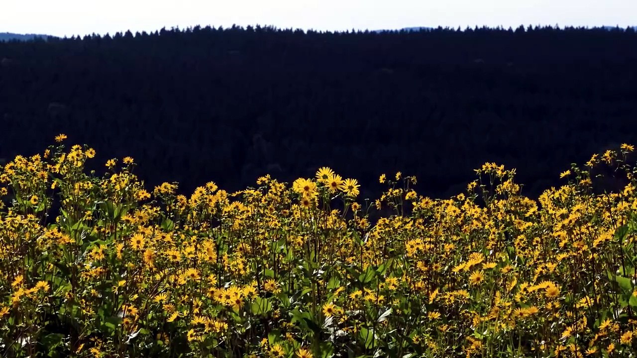 Champ de Fleurs Apaisant 🌼 Musique Zen pour Se Détendre et Éliminer le Stress