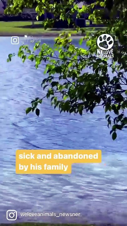 Little sick baby swan was abandoned by his family.#animals #babyswan #rescue #animalrescue #heartwarming #wildlife #kindness #shorts