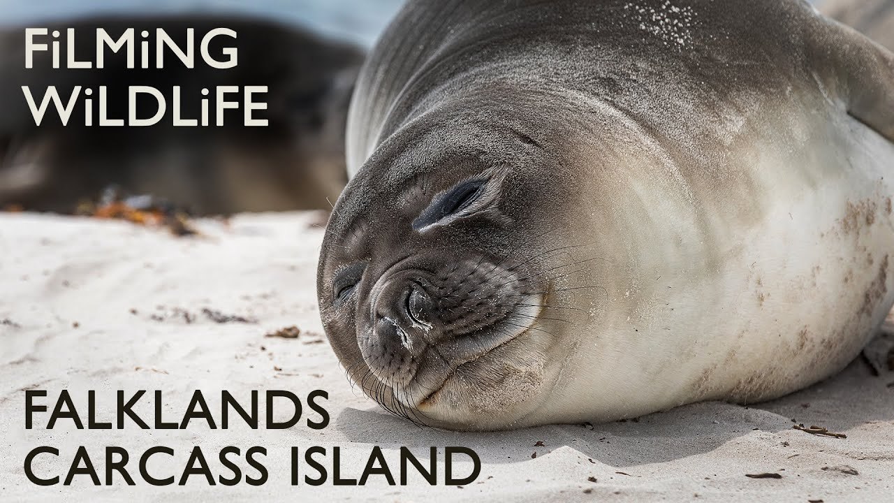 Epic Falklands Wildlife: Elephant Seals, Gentoos & Caracaras!
