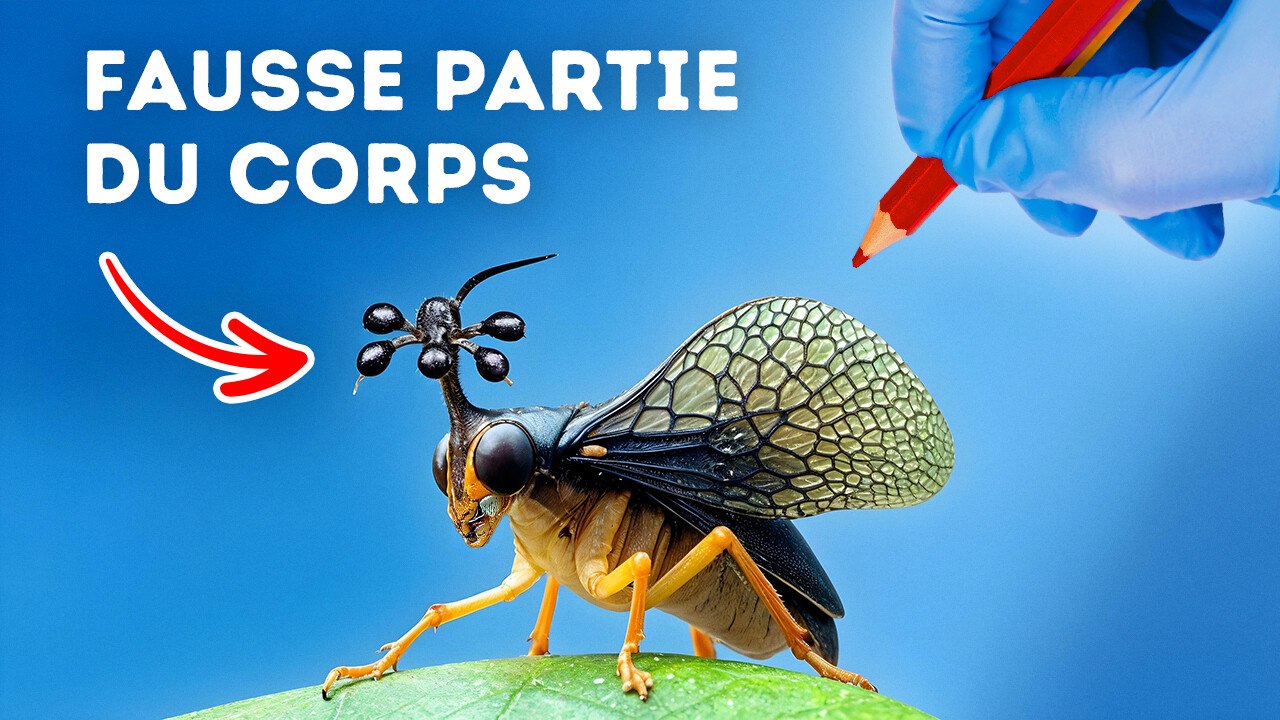 Ce mystère des insectes étonnants que vous ne devez pas ignorer!