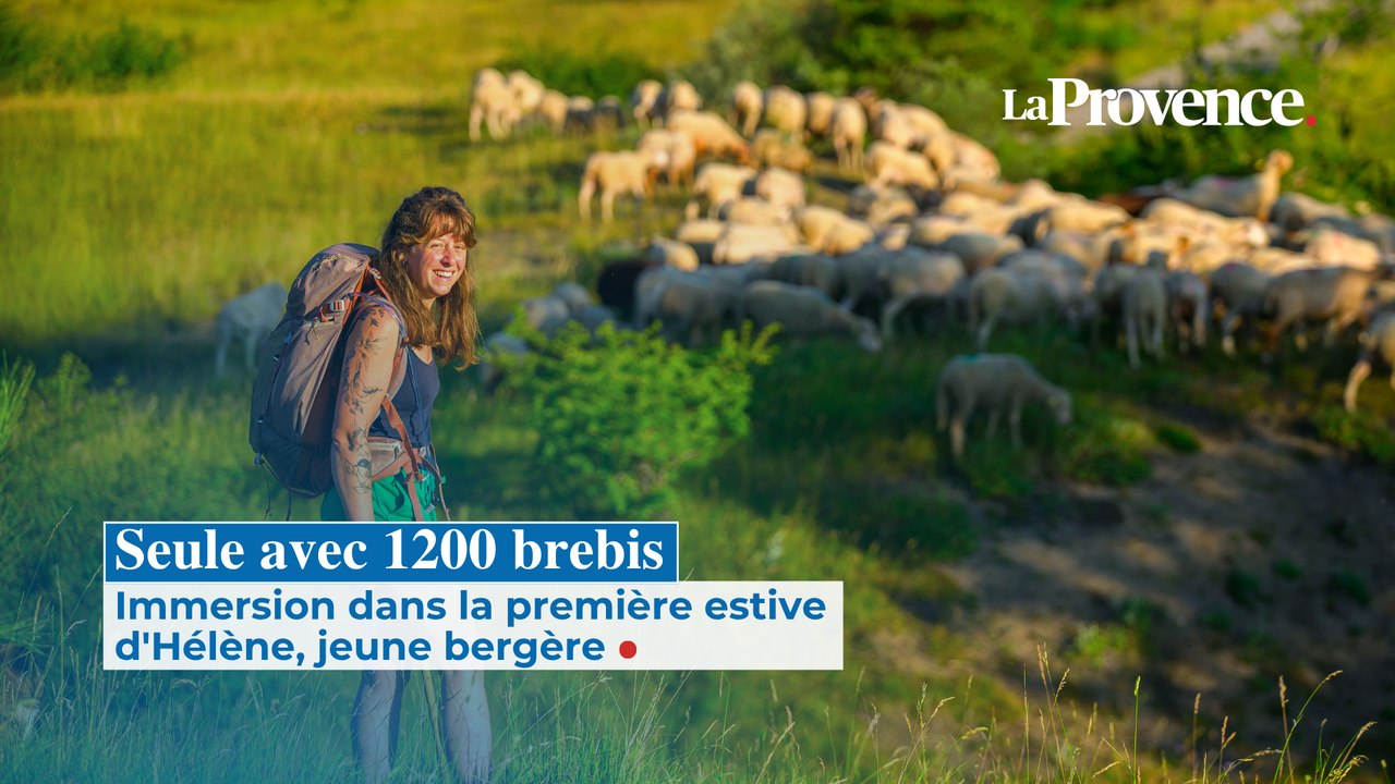 Seule avec 1200 brebis : Immersion dans la première estive d'Hélène, jeune bergère
