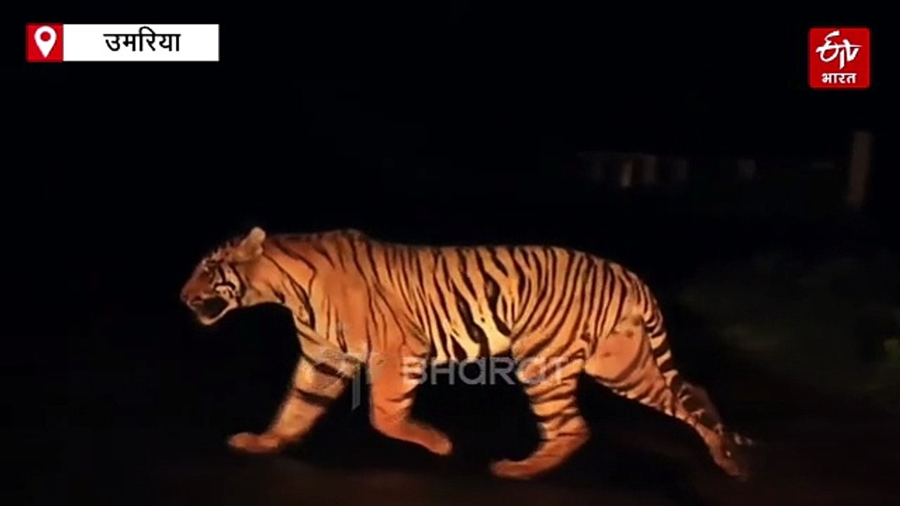 बांधवगढ़ टाइगर रिजर्व में रॉ बाघिन की तीन क्यूट...