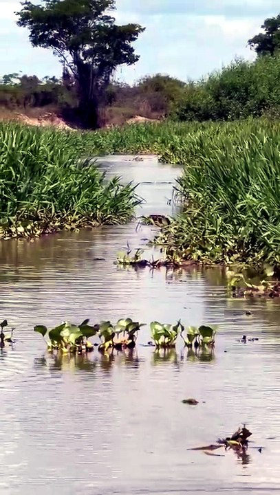 Breathtaking Safari Video Of A Wild Jaguar Swimming Gracefully Through A Pantanal River Channel