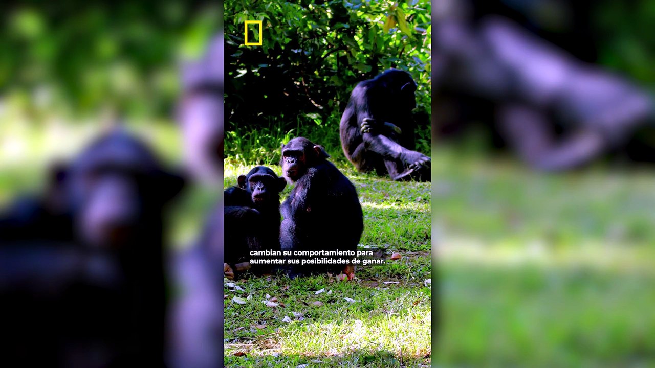 Así se preparan los animales antes de un enfrentamiento