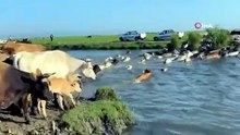Edirne'den Serengeti'yi aratmayan manzara... Yükselen sular göçü başlattı