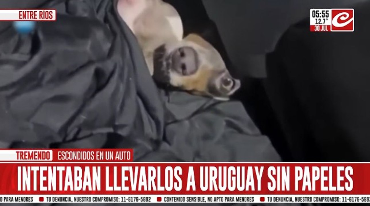 Rescatan a perros salchichas bebé que eran traficados a Uruguay