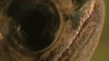 ​Ce poisson d'eau douce chasse hors de l'eau ! (Poisson-Papillon d'Afrique)