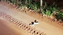 COBRA PULA NA NOSSA FRENTE