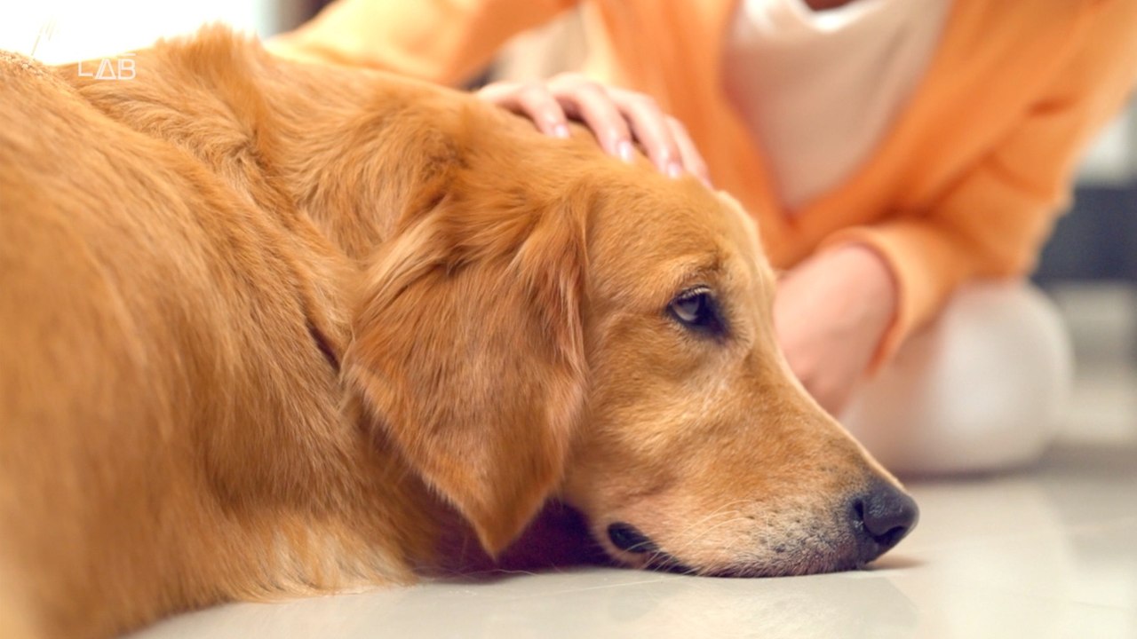 Dogs Detect Your Stress and Emotions, Study Finds