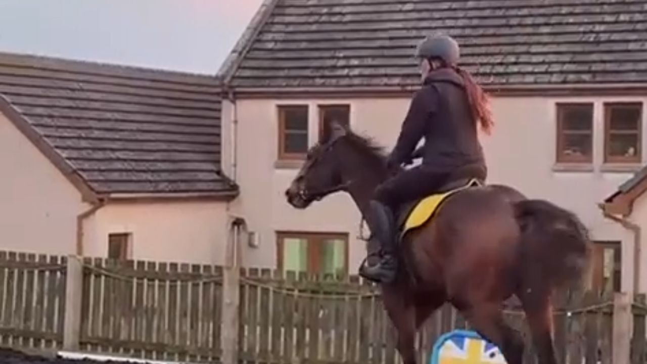 New Horse Spots Sheep And Changes Course Fast