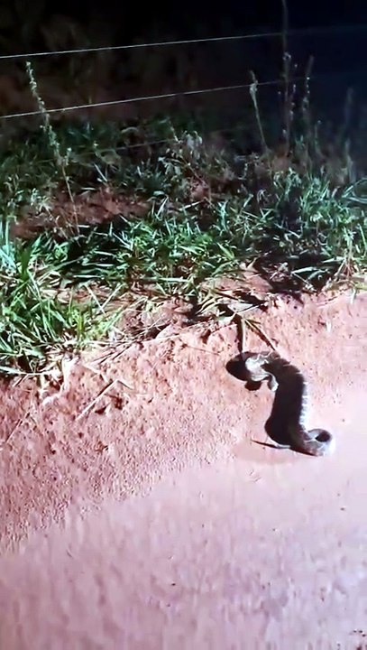 CASCAVEL PULA NA NOSSA FRENTE QUASE MEIA NOITE