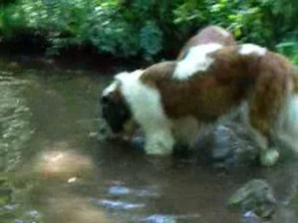 Baignade dans la foret Vol.8