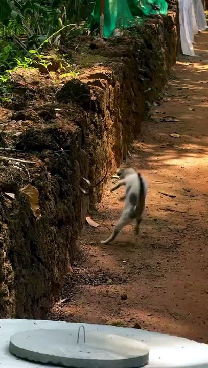 Cat Trying To Catch A Snake