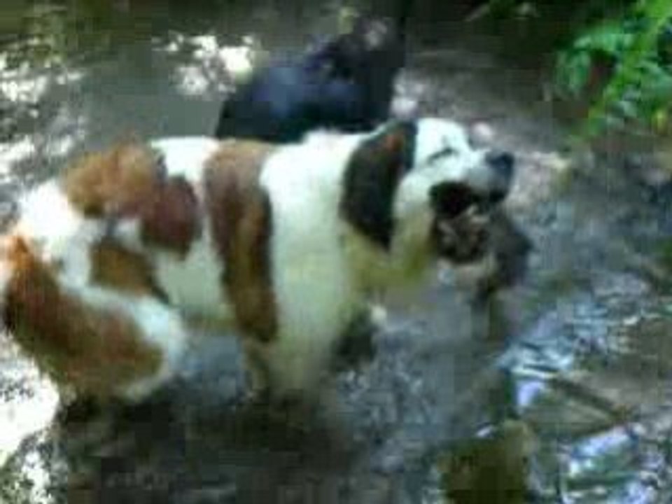 Baignade dans la foret Vol.10
