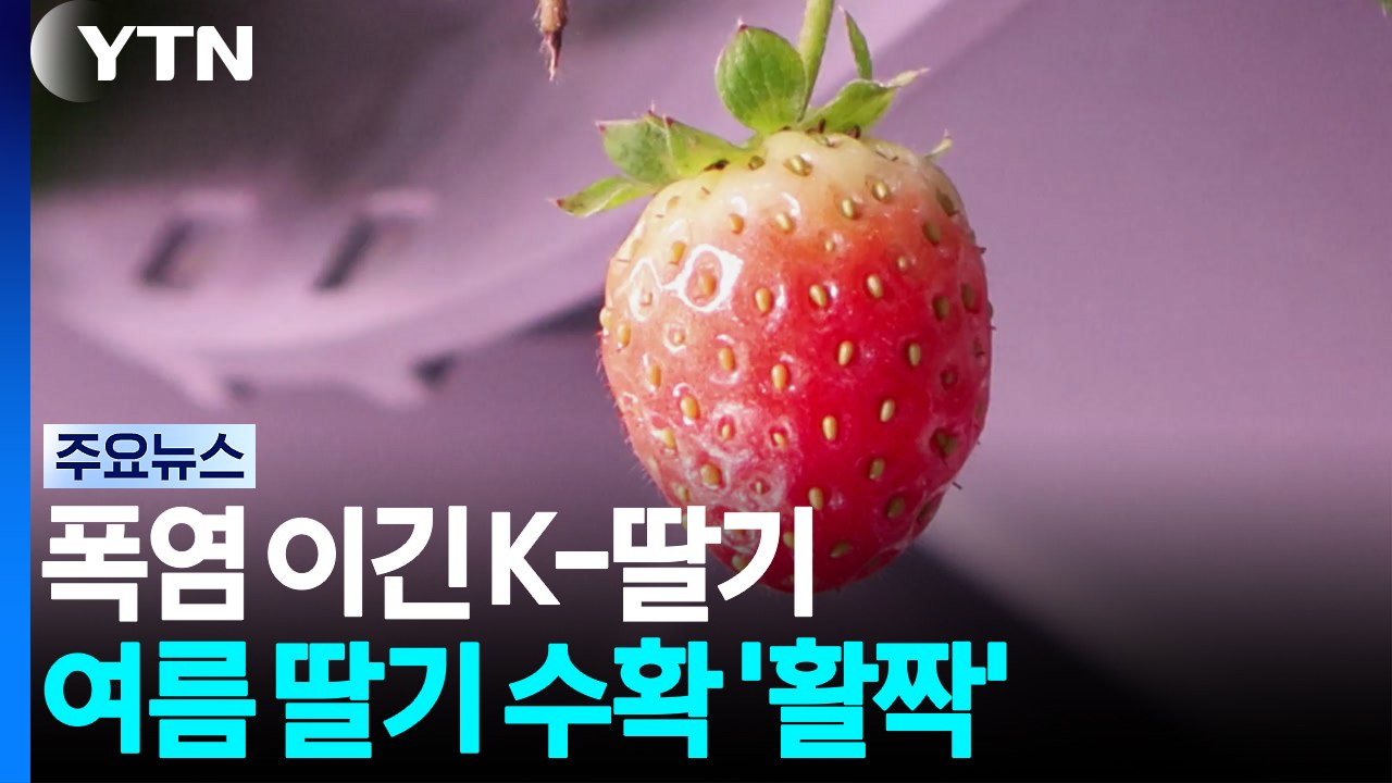 [녹색] 폭염 이긴 K-딸기...여름에도 딸기 수확 '활짝' / YTN