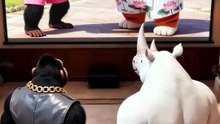Monkey Pranks Cat Gone Wrong! 😂